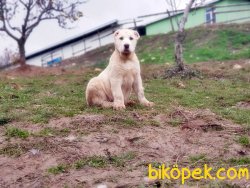 ALABAİ (ALABAY) YAVRU 4