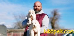ALABAY YAVRULARI YENİ SAHİPLERİNİ BEKLİYOR 1