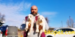 ALABAY YAVRULARI YENİ SAHİPLERİNİ BEKLİYOR 2