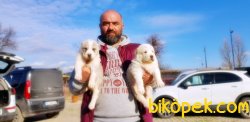 ALABAY YAVRULARI YENİ SAHİPLERİNİ BEKLİYOR 3