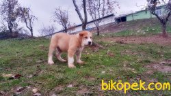 ALABAY YAVRULARIMIZ 3