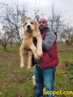ALABAY YAVRULARIMIZ 1