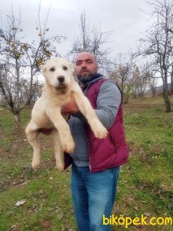 ALABAY YAVRULARIMIZ 4