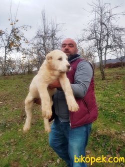 ALABAY YAVRUSU 4