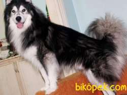 ALASKA KURDU 3