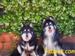 ALASKA KURDU 4