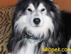 ALASKA KURDU 1