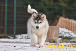 Alaskan Malamute 3