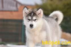 Alaskan Malamute 2