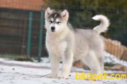 Alaskan Malamute 4
