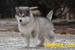 Alaskan Malamute 5
