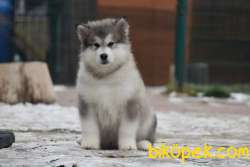 Alaskan Malamute 1