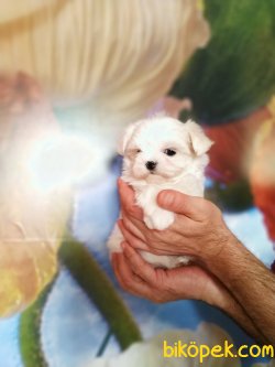Alerji Ve Koku Yapmayan Orjinal Irk Maltese Terrier Bebekler 1