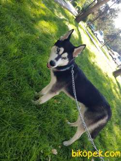 ALFA SİBİRYA HUSKY 2