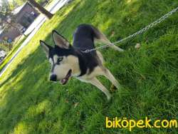 ALFA SİBİRYA HUSKY 3