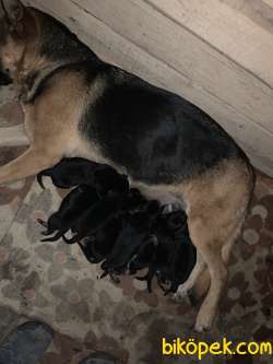 Alman Çoban Köpeği 3