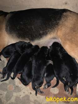 Alman Çoban Köpeği 2