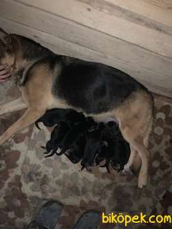Alman Çoban Köpeği 1