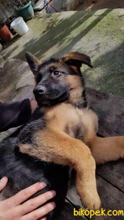 Alman Çoban Köpeği Düşük Bel 3