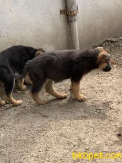 Alman Çoban Köpeği (German Shepherd 2