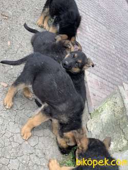 Alman Çoban Köpeği (German Shepherd 3