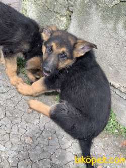 Alman Çoban Köpeği (German Shepherd 5