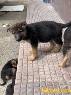 Alman Çoban Köpeği (German Shepherd 1