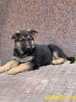 Alman Çoban Köpeği (German Shepherd 4