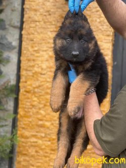 Alman Çoban Köpeği Longhair Yavrularımız 3