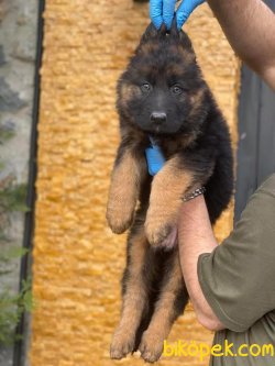 Alman Çoban Köpeği Longhair Yavrularımız 1