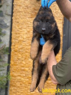 Alman Çoban Köpeği Longhair Yavrularımız 2