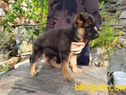 Alman Çoban Köpeği (Showline) 3