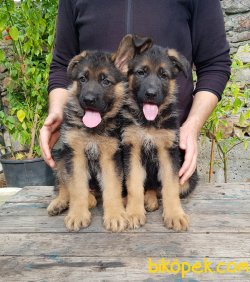 Alman Çoban Köpeği (Showline) 1