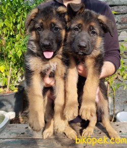 Alman Çoban Köpeği (Showline) 2