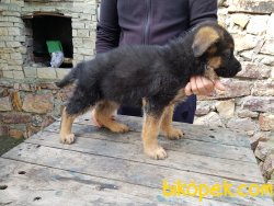Alman Çoban Köpeği (Showline) 4