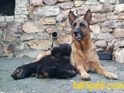 Alman Çoban Köpeği (Showline) 5