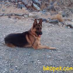 Alman Çoban Köpeği Ücretsiz 1