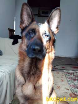 Alman Çoban Köpeği Ücretsiz 3
