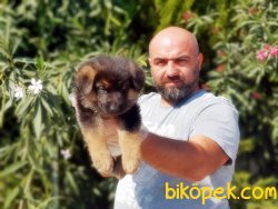 ALMAN ÇOBAN KÖPEĞİ YAVRU 1