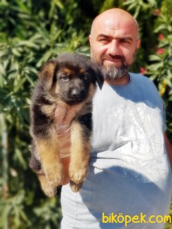 ALMAN ÇOBAN KÖPEĞİ YAVRU 3