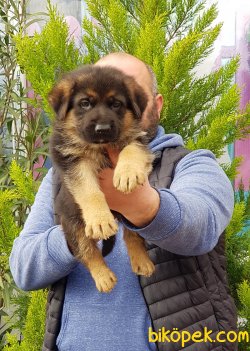 ALMAN ÇOBAN KÖPEĞİ YAVRU 1