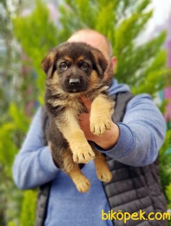 ALMAN ÇOBAN KÖPEĞİ YAVRU 4