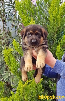 ALMAN ÇOBAN KÖPEĞİ YAVRU 5