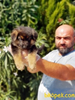 ALMAN ÇOBAN KÖPEĞİ YAVRU 1