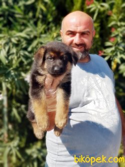 ALMAN ÇOBAN KÖPEĞİ YAVRU 5