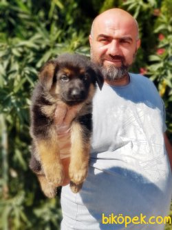 ALMAN ÇOBAN KÖPEĞİ YAVRU 4