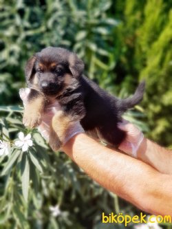 ALMAN ÇOBAN KÖPEĞİ YAVRU 2