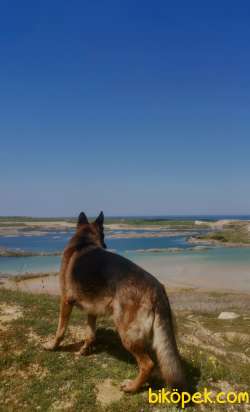 Alman Çoban Köpeği Yavru 3