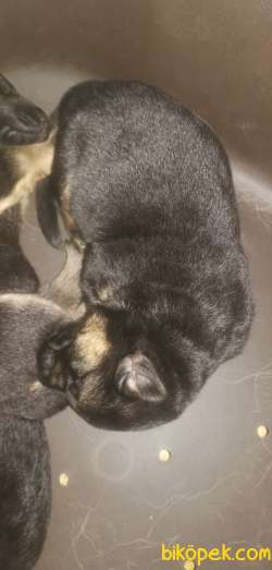 Alman Çoban Köpeği Yavru 1
