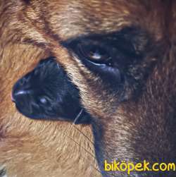 Alman Çoban Köpeği Yavru 2